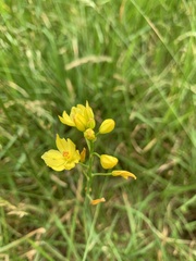 Bulbine glauca