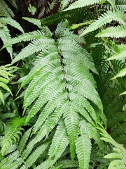 Pteris fauriei