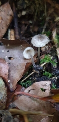 Pluteus hispidulus