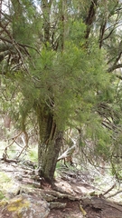 Exocarpos cupressiformis