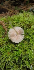 Pluteus hispidulus