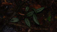 Goeppertia elliptica