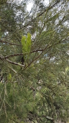 Exocarpos cupressiformis