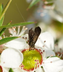 Nemophora