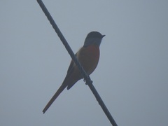 Pericrocotus solaris