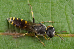 Ectemnius ruficornis