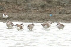 Calidris tenuirostris