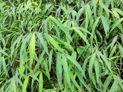 Microstegium vimineum