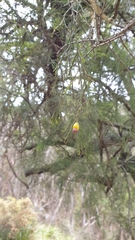 Exocarpos cupressiformis