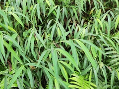 Microstegium vimineum