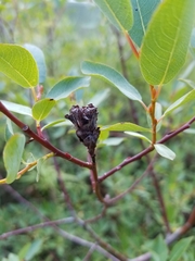 Salix planifolia