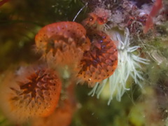 Watersipora subtorquata