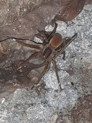 Ancylometes bogotensis