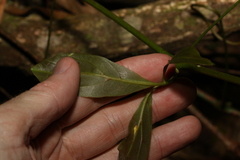 Cissus sterculiifolia