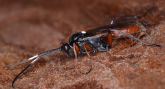 Hoplismenus bispinatorius