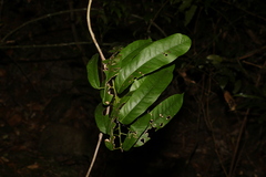 Carronia multisepalea