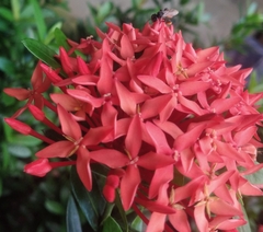 Trigona fulviventris