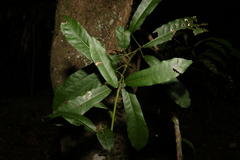 Carronia multisepalea