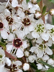 Kunzea leptospermoides