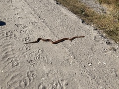 Pituophis vertebralis