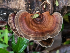Hexagonia tenuis