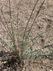 Linum lewisii