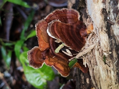 Hexagonia tenuis