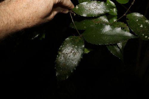 Daphnandra apatela (Daphnandra apatela)