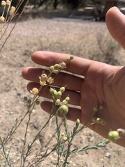 Linum lewisii