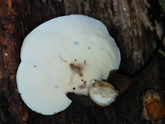 Hexagonia tenuis