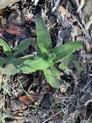 Salvia spathacea