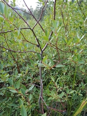 Salix planifolia