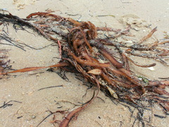 Phyllospora comosa