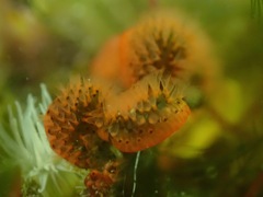 Watersipora subtorquata