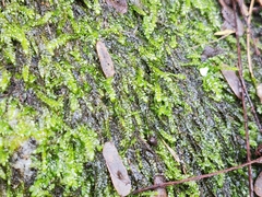 Meteoriaceae