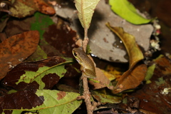 Ranoidea pearsoniana