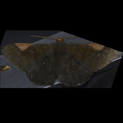 Sphacelodes vulneraria