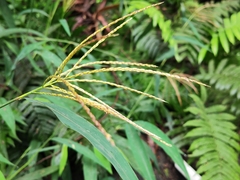 Microstegium vimineum