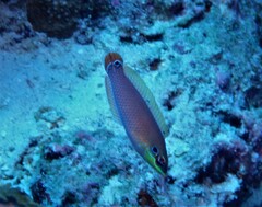 Halichoeres melasmapomus