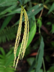 Microstegium vimineum