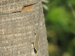 Urosaurus nigricauda