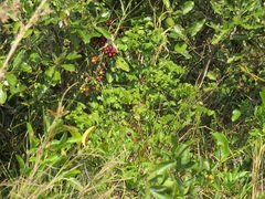 Smilax anceps
