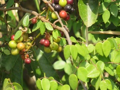 Synaptolepis oliveriana
