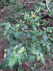 Capsicum frutescens