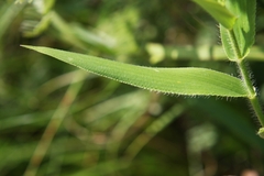 Dichanthelium latifolium