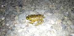 Lithobates septentrionalis