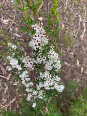 Kunzea leptospermoides