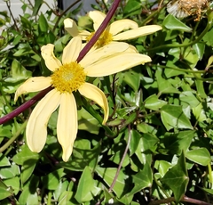 Senecio macroglossus