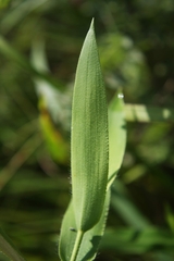 Dichanthelium latifolium