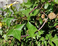 Senecio macroglossus